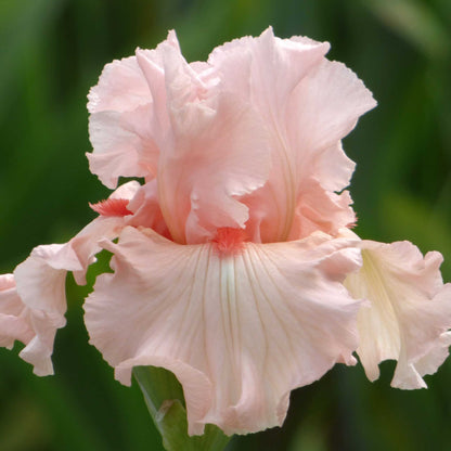 Close-up of a light pink irish beauty bearded iris flower with a blurred background