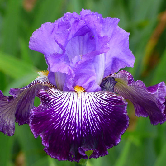 bearded iris jawbone flats