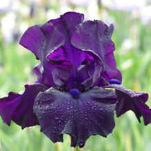 Close-up of a dark purple jimmy's jam bearded iris flower with a blurred background