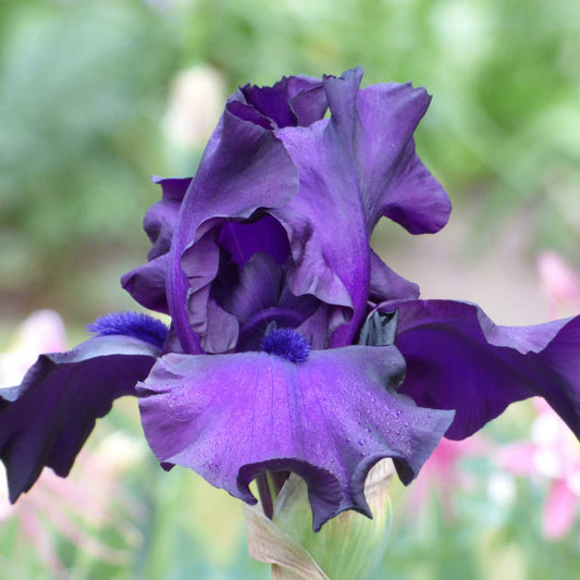 Close-up of a dark purple jimmy's jam bearded iris flower with a blurred background
