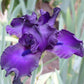 Close-up of a dark purple jimmy's jam bearded iris flower with a blurred background