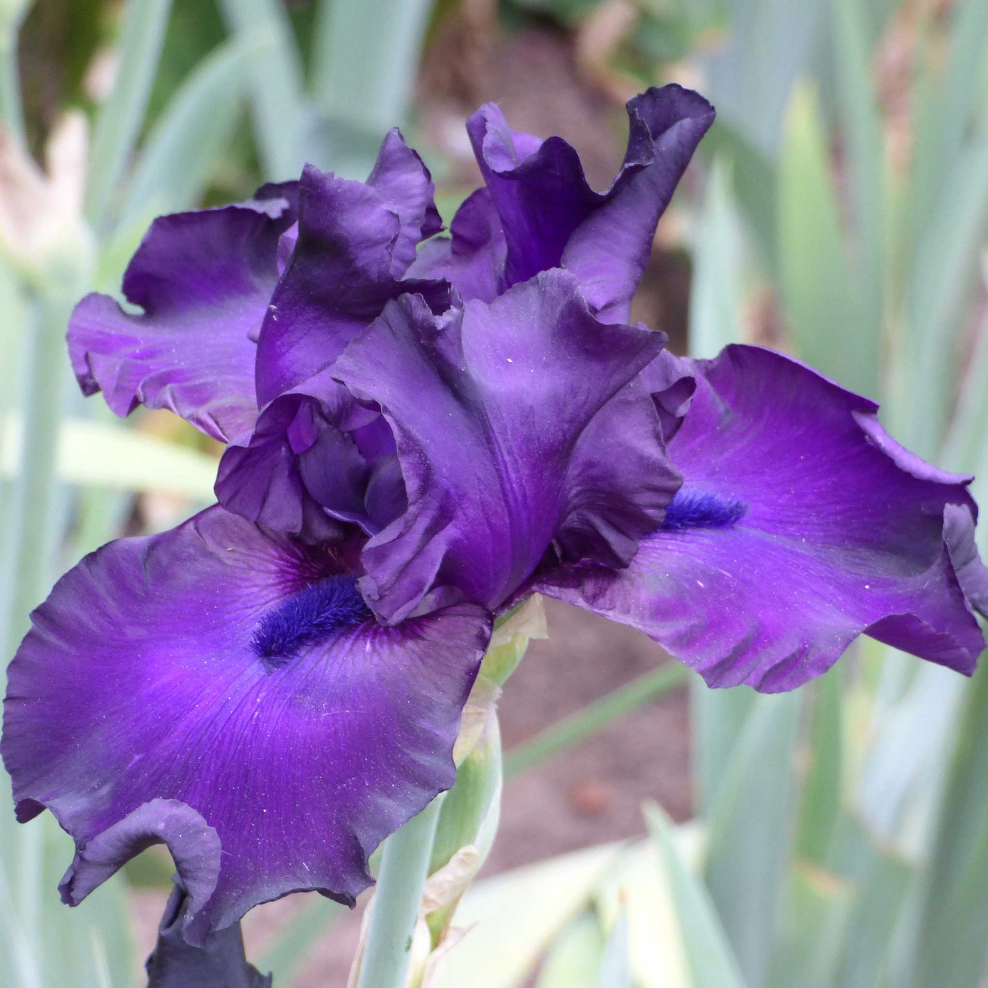 Close-up of a dark purple jimmy's jam bearded iris flower with a blurred background