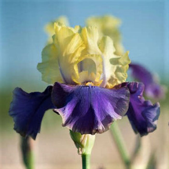 bearded iris jurassic park