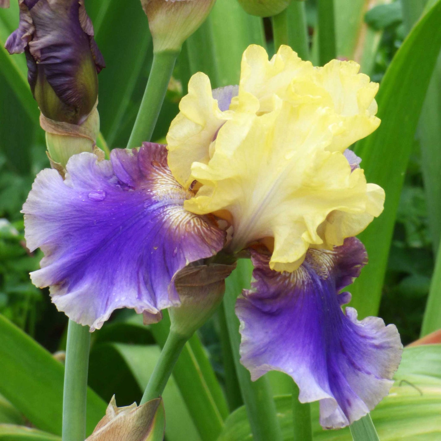 ReBlooming Bearded Iris Jurassic Park Fall Flower Bulbs Eden