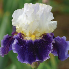 Close-up of a white and purple kings gambit bearded iris flower with water droplets on its petals.