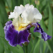 Close-up of a white and purple kings gambit bearded iris flower with water droplets on its petals.