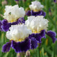Close-up of a white and purple kings gambit bearded iris flower with water droplets on its petals.