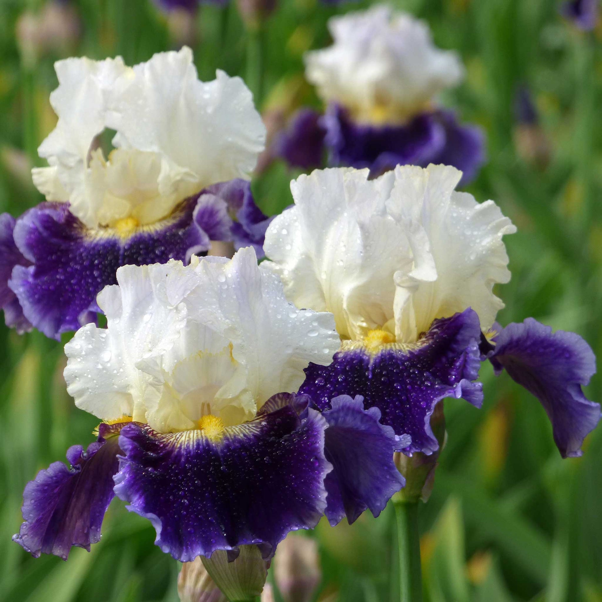 Close-up of a white and purple kings gambit bearded iris flower with water droplets on its petals.