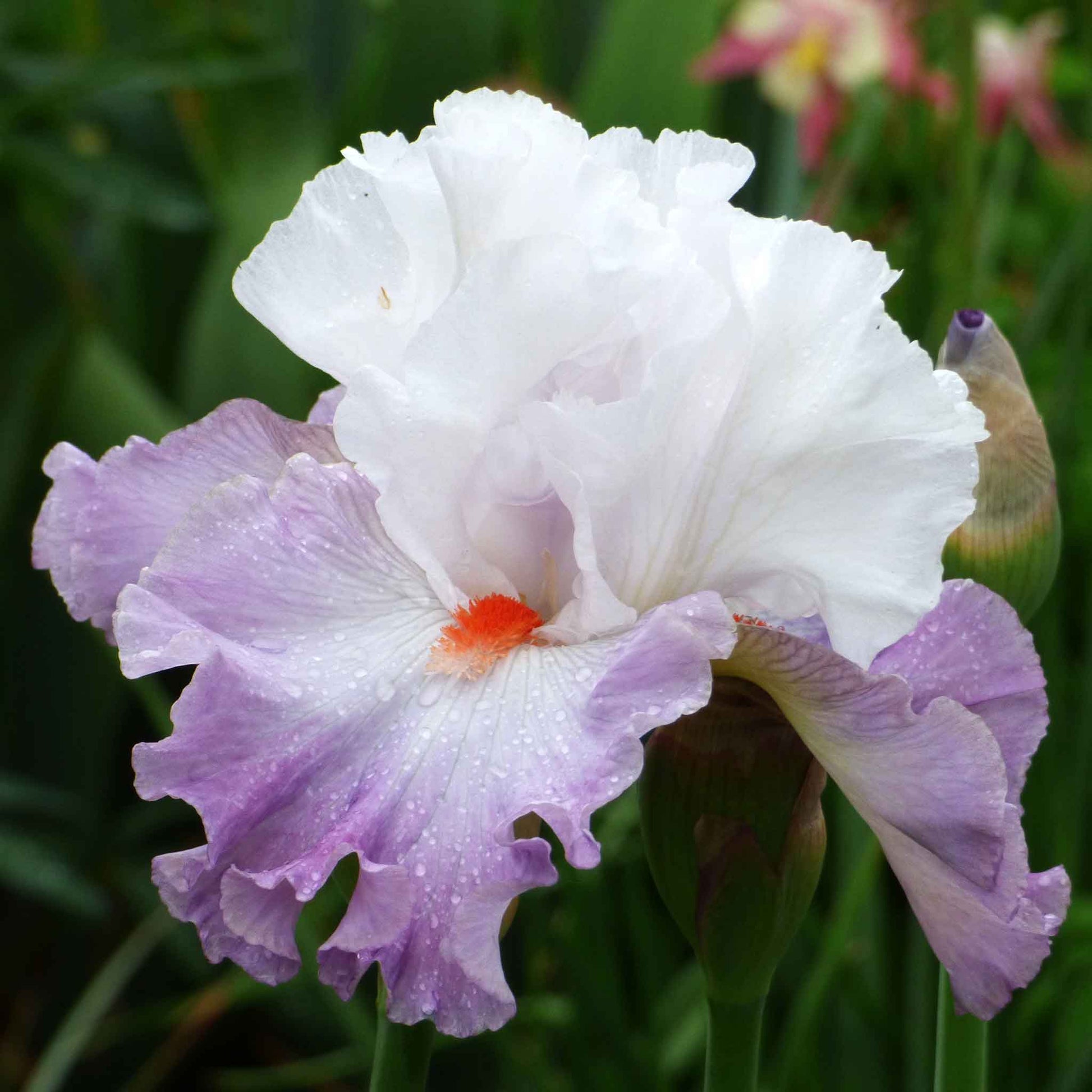 bearded iris linda nelson