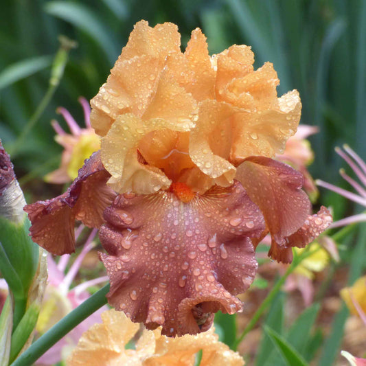 bearded iris lovely senorita