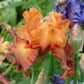 bearded iris lovely senorita