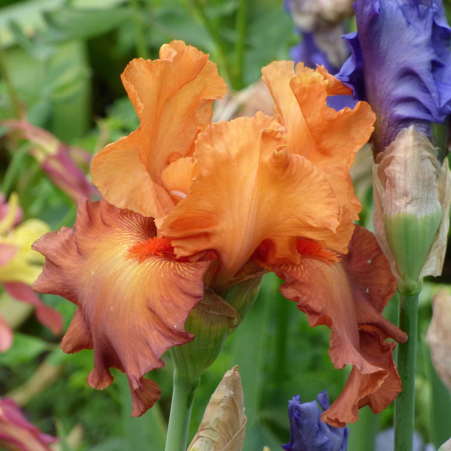 bearded iris lovely senorita