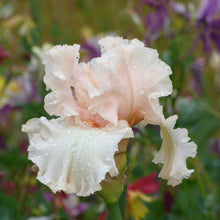 Close-up of a light pink magical bearded iris flower with a blurred green background