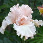 Close-up of a light pink magical bearded iris flower with a blurred green background