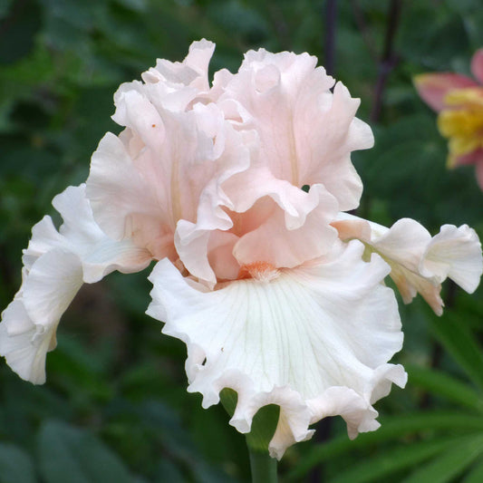 Close-up of a light pink magical bearded iris flower with a blurred green background