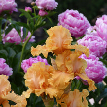 Close-up of a orange mango entree bearded iris flowers with a blurred background