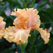 Close-up of a orange mango entree bearded iris flower with a blurred background