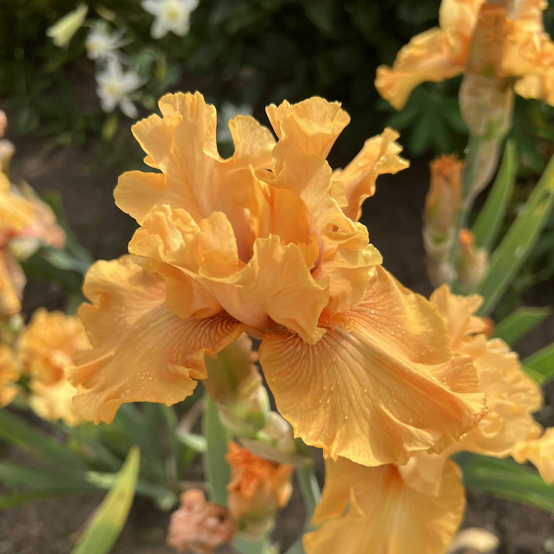 Close-up of a orange mango entree bearded iris flowers with a blurred background