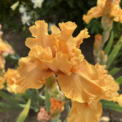 Close-up of a orange mango entree bearded iris flowers with a blurred background