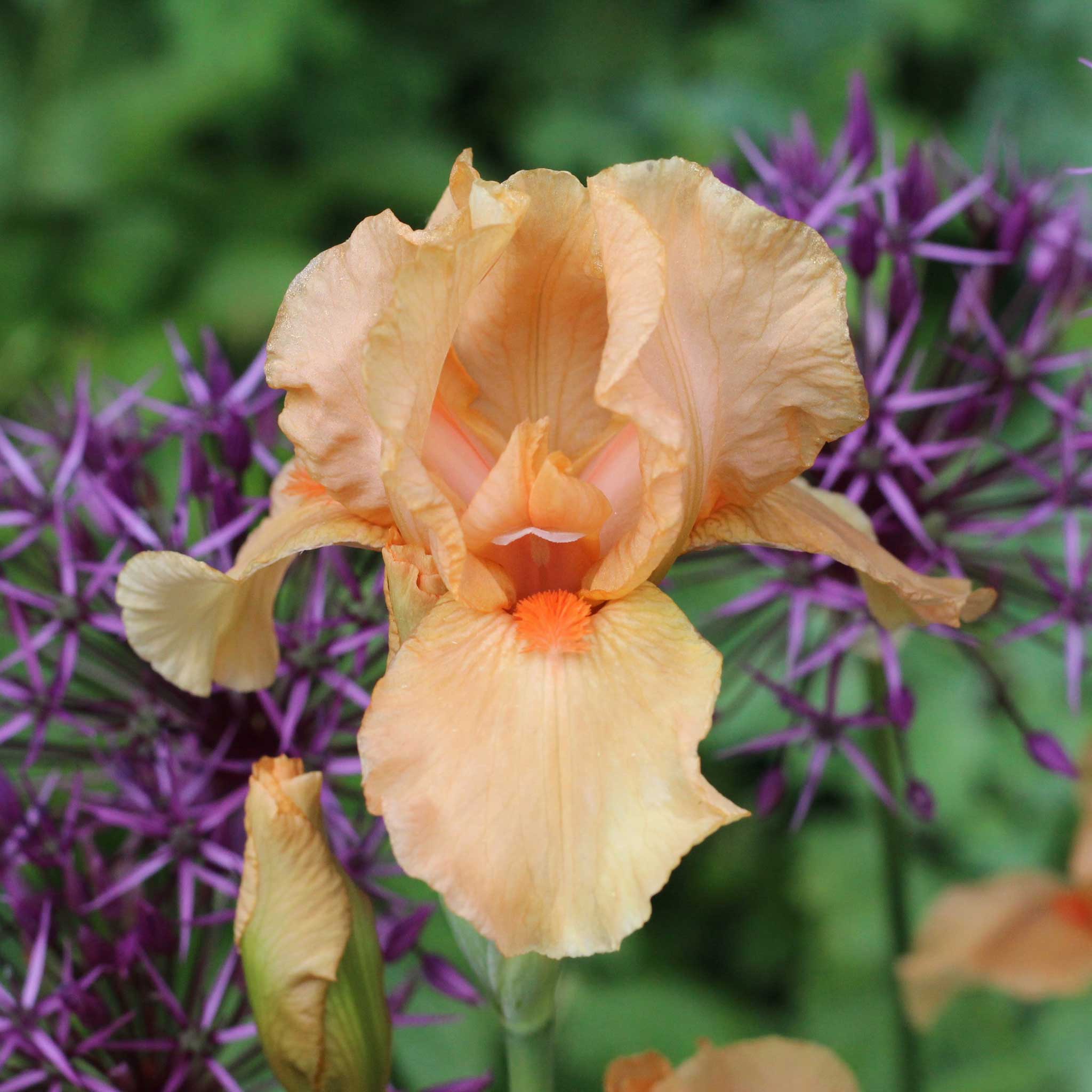 Close up of an orange many mahalos bearded iris in a garden setting