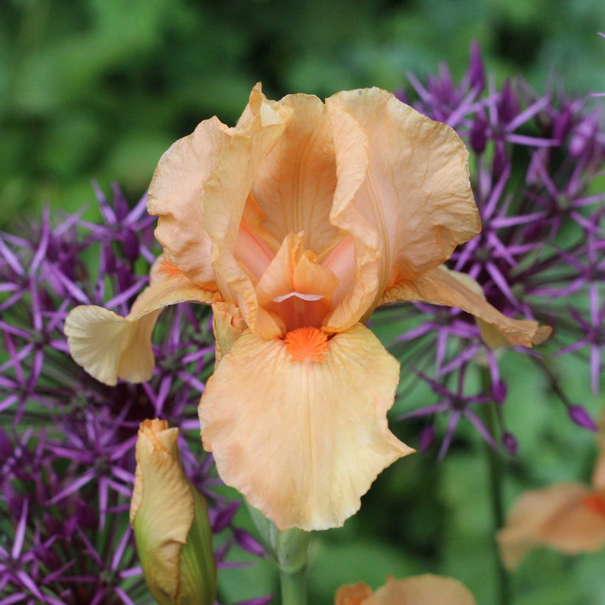 Close up of an orange many mahalos bearded iris in a garden setting