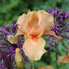 Close up of an orange many mahalos bearded iris in a garden setting