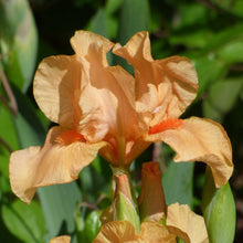 Close up of an orange many mahalos bearded iris in a garden setting