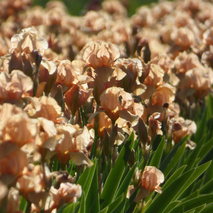 A field of orange many mahalos bearded iris in a garden setting