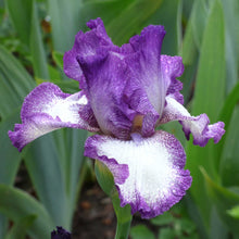 Close-up of a purple and white mariposa autumn bearded iris flower with a blurred background