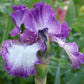 Close-up of a purple and white mariposa autumn bearded iris flower with a blurred background