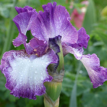 Close-up of a purple and white mariposa autumn bearded iris flower with a blurred background