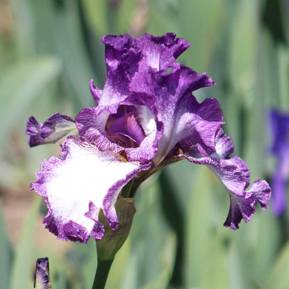 Close-up of a purple and white mariposa autumn bearded iris flower with a blurred background