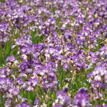 Field of a purple and white mariposa autumn bearded iris flowers