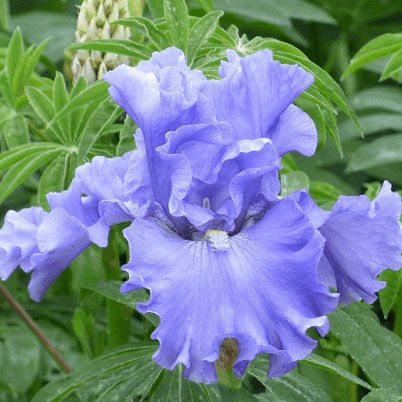 bearded iris merchant marine