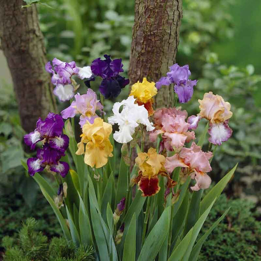 bearded iris mix