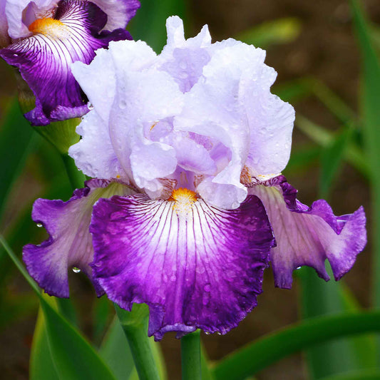 bearded iris off topic