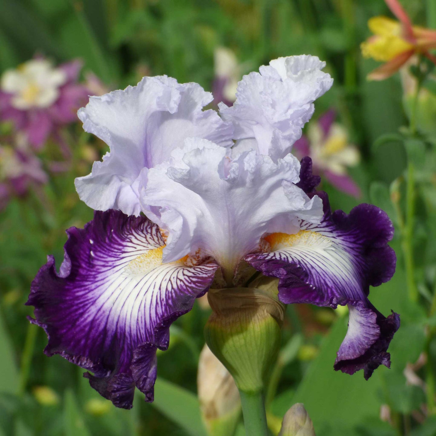 bearded iris off topic