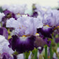 bearded iris off topic