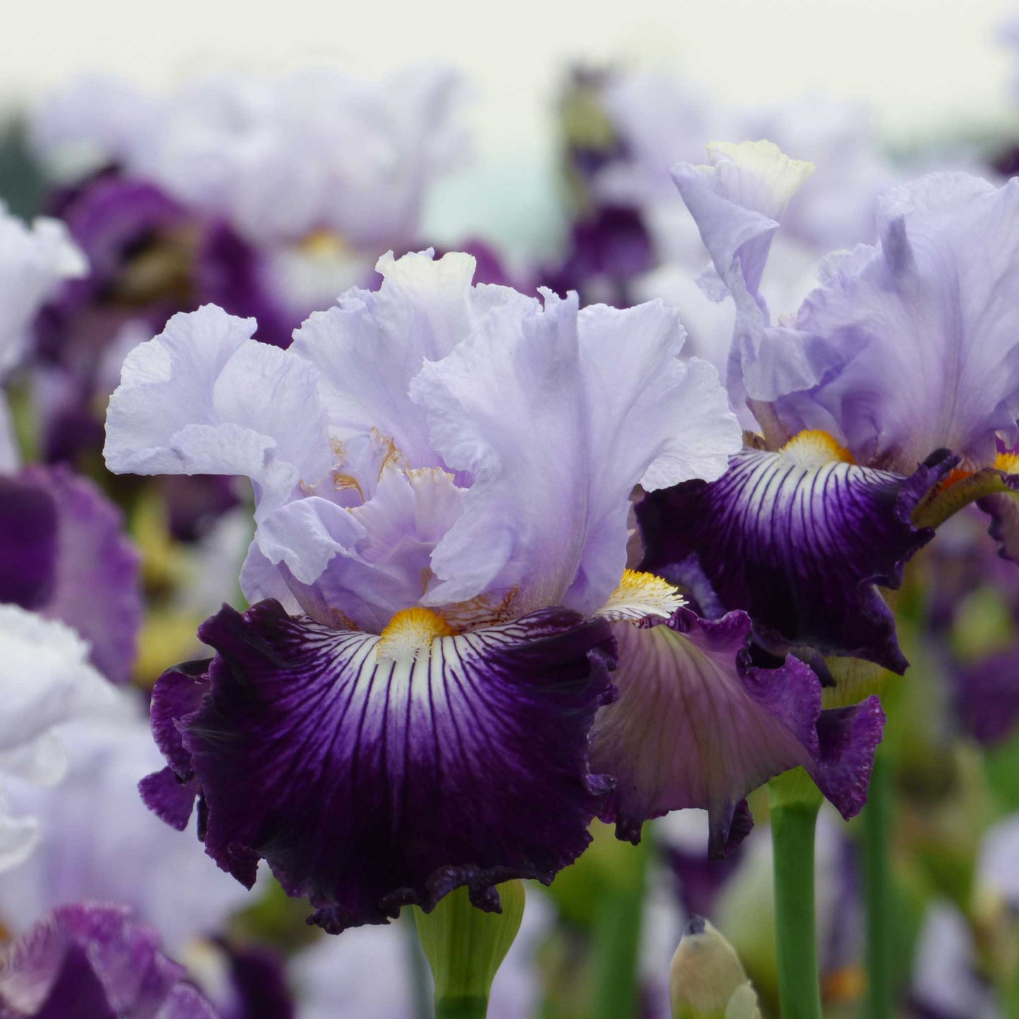 bearded iris off topic
