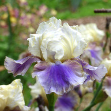 White and purple on deck bearded iris flower with a blurred garden background