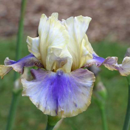 White and purple on deck bearded iris flower with a blurred garden background