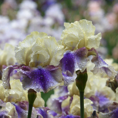 White and purple on deck bearded iris flower with a blurred garden background