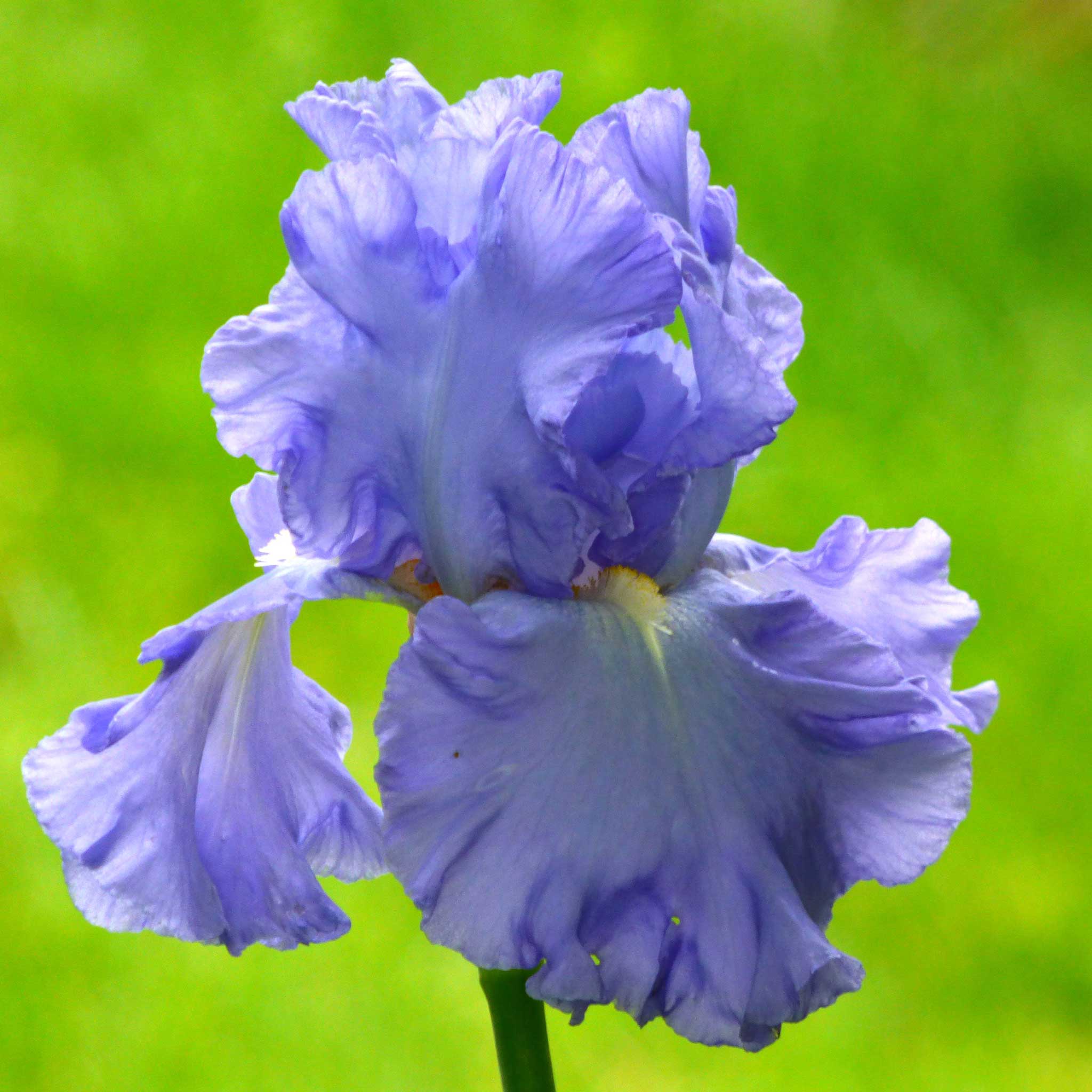 Close-up of a light blue open ocean bearded iris flower with a blurred background