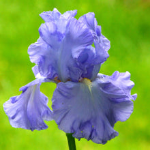 Close-up of a light blue open ocean bearded iris flower with a blurred background