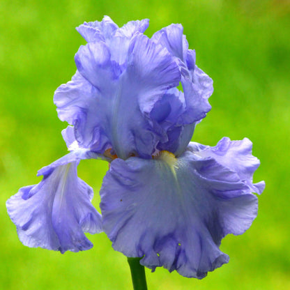 Close-up of a light blue open ocean bearded iris flower with a blurred background