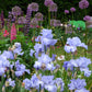 Patch of a light blue open ocean bearded iris flower with a garden background