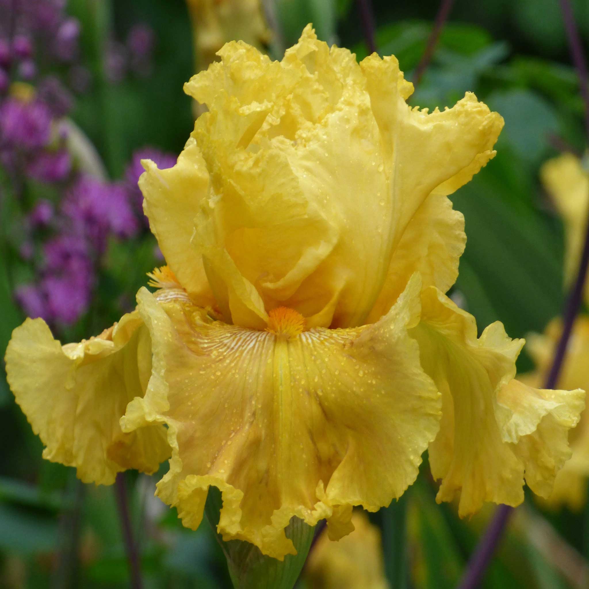 Irius Ris Re-Blooming Bearded Iris - Oregon Firestorm | Fall Flower Bulbs | Eden ...