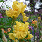 bearded iris oregon firestorm