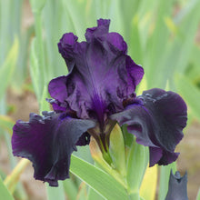 Close-up of a rich dark purple ozark rebounder bearded iris flower with a blurred background