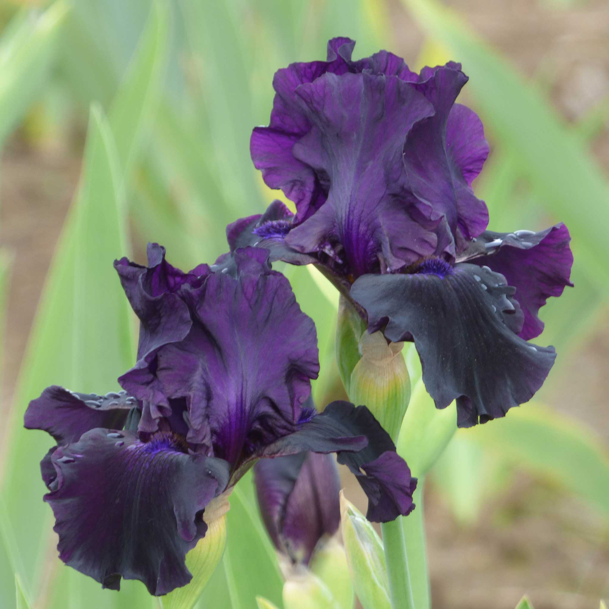 Close-up of a rich dark purple ozark rebounder bearded iris flower with a blurred background